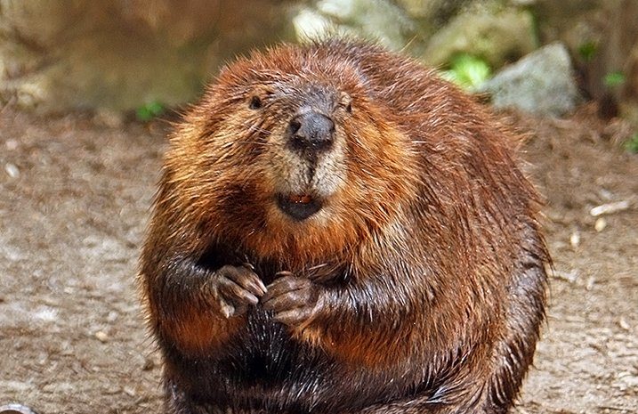 Beavers!