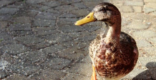 Buttercup, the Wandering Duck