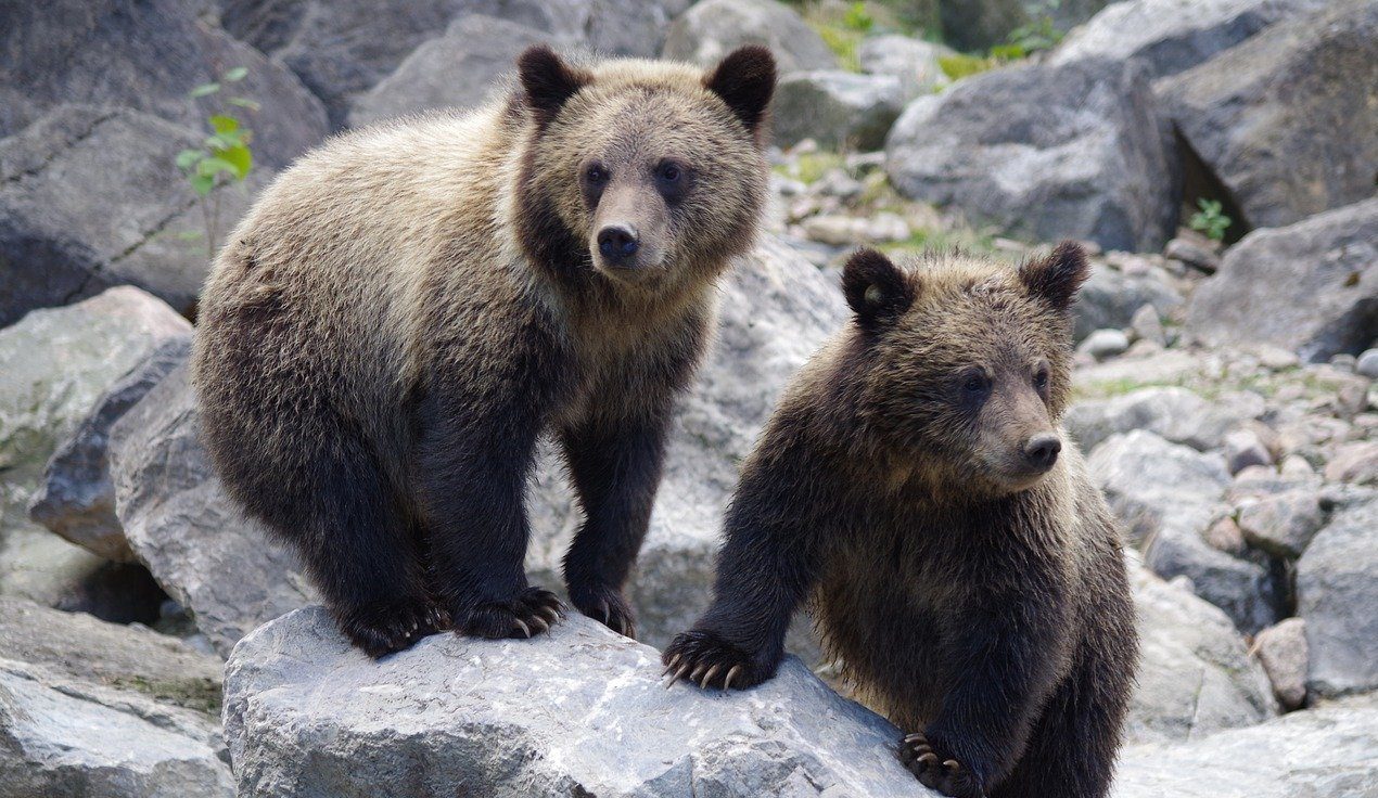bear, bear cub, nature-3694104.jpg
