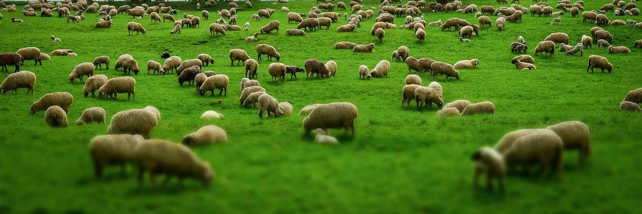 sheep, herd, flock of sheep-1305432.jpg