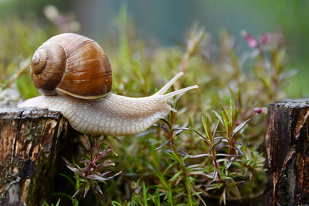 snail, garden, conch-4729777.jpg