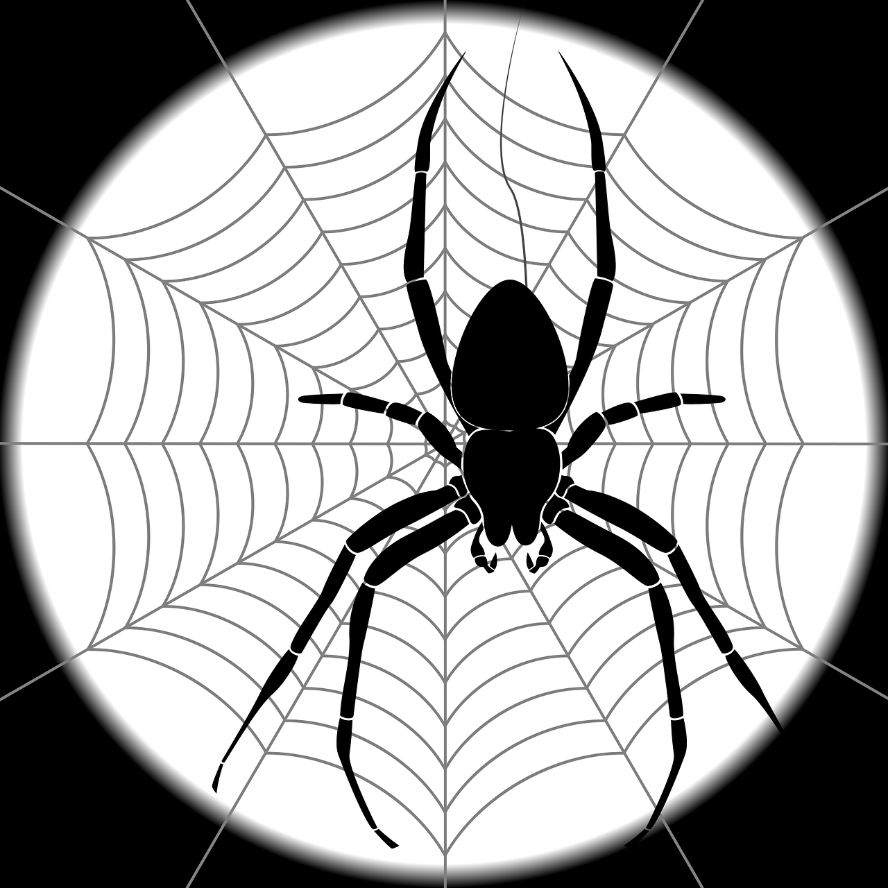 spider, web, spider web-1530143.jpg