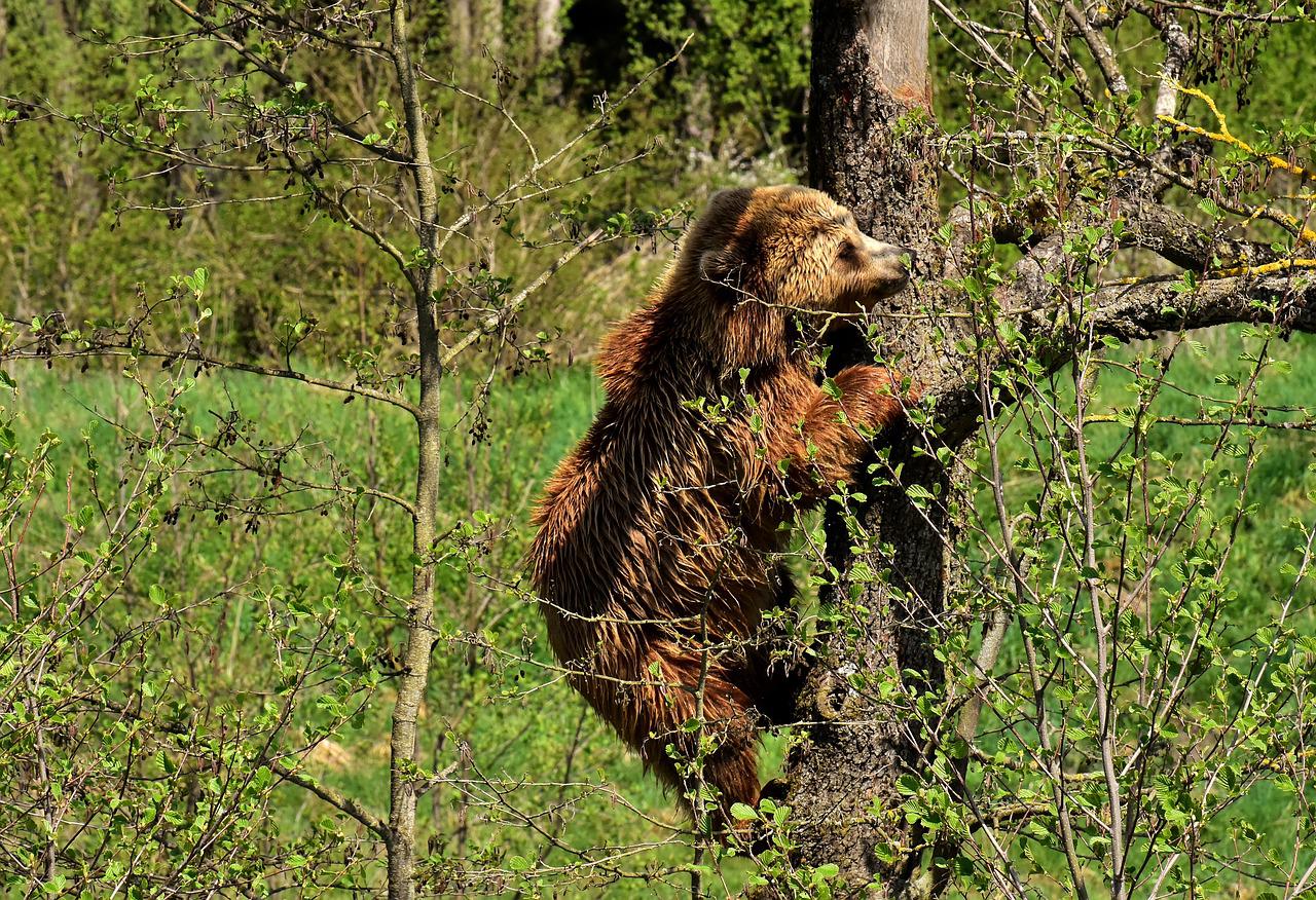 european brown bear, tree, brown bear-3336791.jpg