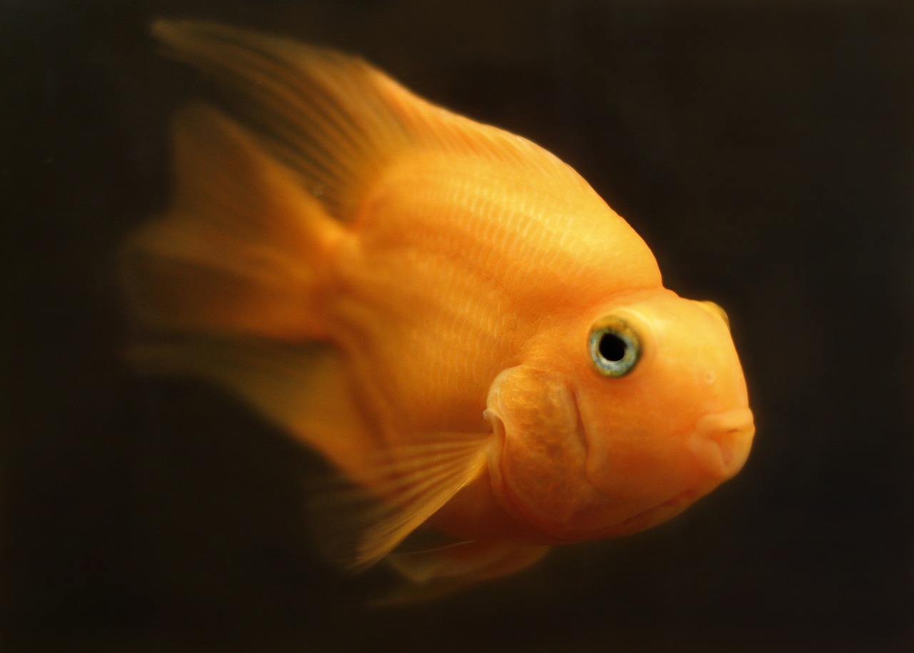 Gryphon’s Goldfish